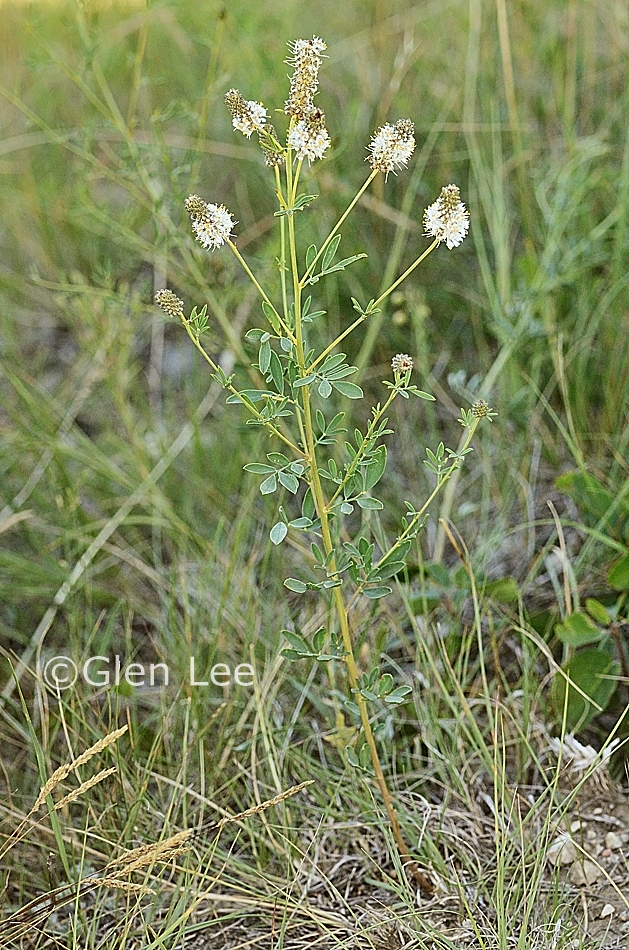 Dalea candida photos Saskatchewan Wildflowers